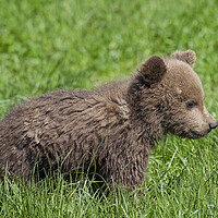 Buy canvas prints of Cute Brown Bear Cub in Meadow by Arterra 