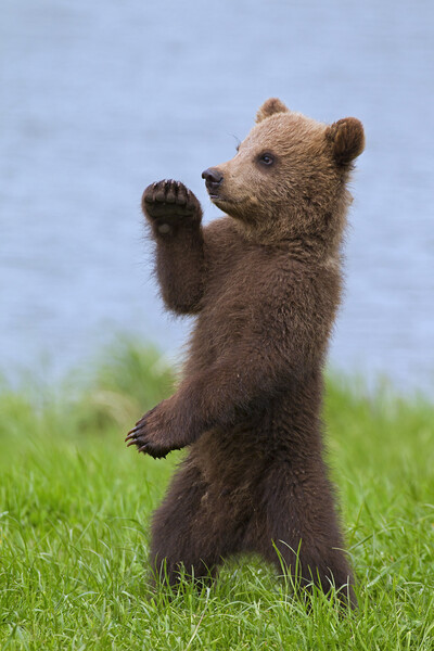 Brown Bear Cub Standing Up Picture Board by Arterra 