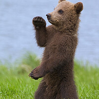 Buy canvas prints of Brown Bear Cub Standing Up by Arterra 