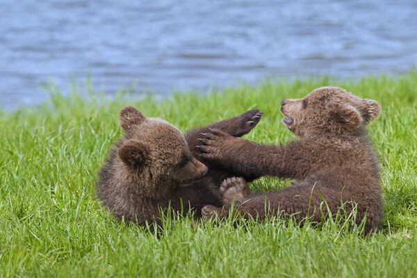Two Playing Brown Bear Cubs Picture Board by Arterra 