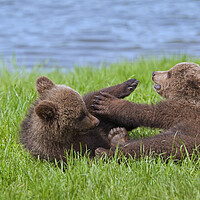 Buy canvas prints of Two Playing Brown Bear Cubs by Arterra 