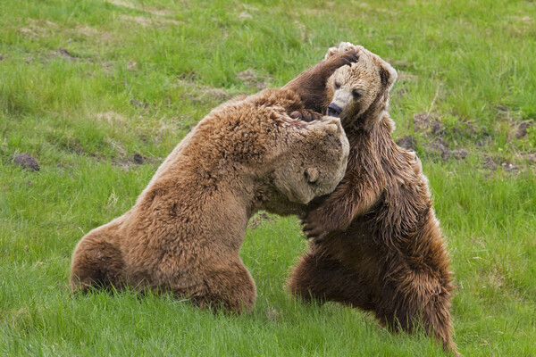 Fighting Brown Bears Picture Board by Arterra 