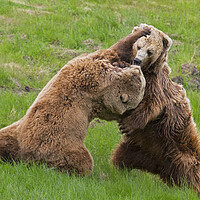 Buy canvas prints of Fighting Brown Bears by Arterra 