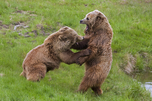 Bear Fight Picture Board by Arterra 