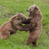 Buy canvas prints of Bear Fight by Arterra 