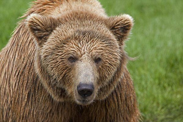 Eurasian Brown Bear Picture Board by Arterra 