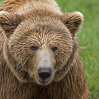 Buy canvas prints of Eurasian Brown Bear by Arterra 