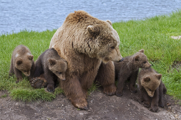Brown Bear with Cubs Picture Board by Arterra 