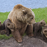 Buy canvas prints of Brown Bear with Cubs by Arterra 