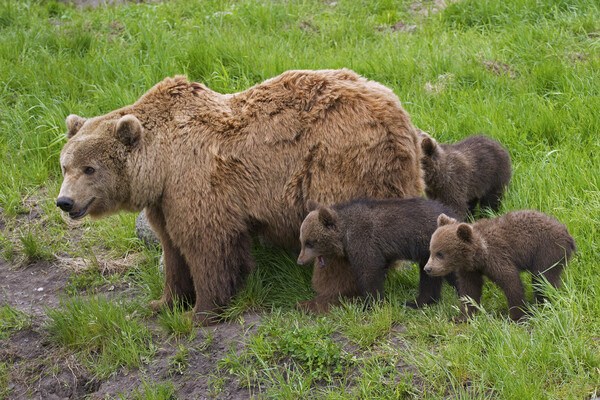 Brown Bear Mother and Cubs Picture Board by Arterra 