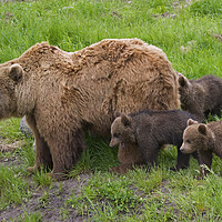 Buy canvas prints of Brown Bear Mother and Cubs by Arterra 
