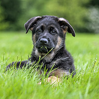 Buy canvas prints of German Shepherd Dog Pup in Garden by Arterra 