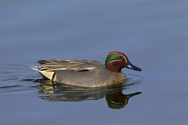 Eurasian Teal - Anas crecca Picture Board by Arterra 