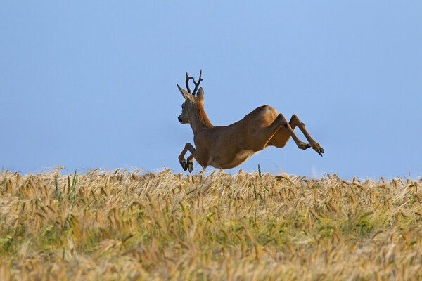 Roe Deer Fleeing Picture Board by Arterra 