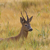 Buy canvas prints of Roe Deer Buck in Wheat Field by Arterra 