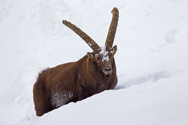 Alpine Ibex in Deep Snow in Winter Picture Board by Arterra 