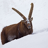Buy canvas prints of Alpine Ibex in Deep Snow in Winter by Arterra 
