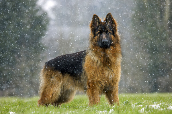 German Shepherd Dog in the Snow Picture Board by Arterra 