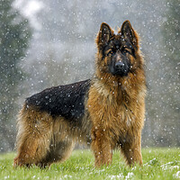 Buy canvas prints of German Shepherd Dog in the Snow by Arterra 