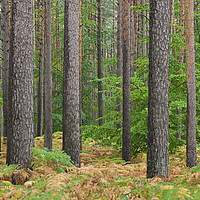 Buy canvas prints of Scots pines and Bracken by Arterra 