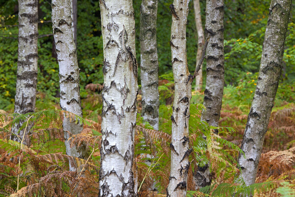 Silver Birch Trees and Bracken Picture Board by Arterra 