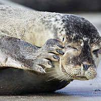 Buy canvas prints of Common Seal Scratching Head by Arterra 