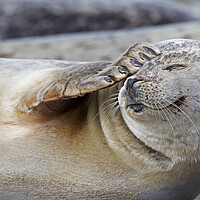 Buy canvas prints of Harbour Seal Scratching Head by Arterra 