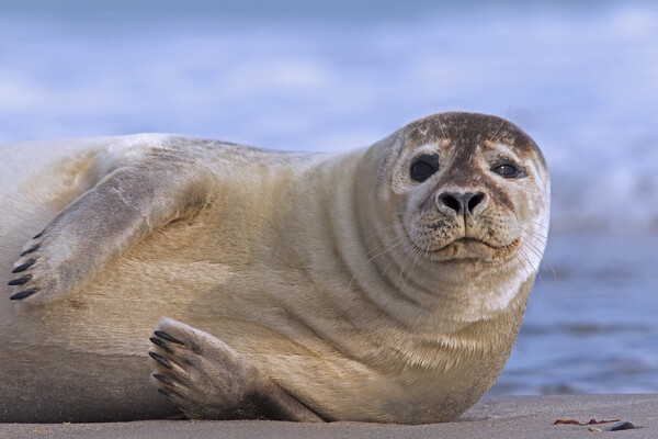 Common Seal Resting on Beach Picture Board by Arterra 