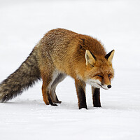 Buy canvas prints of Red Fox Hunting in Winter by Arterra 
