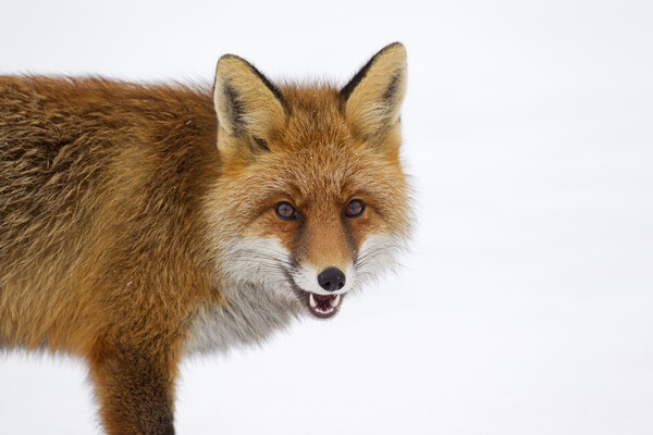 Red Fox in the Snow in Winter Picture Board by Arterra 