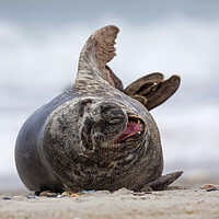 Buy canvas prints of Laughing Grey Seal by Arterra 