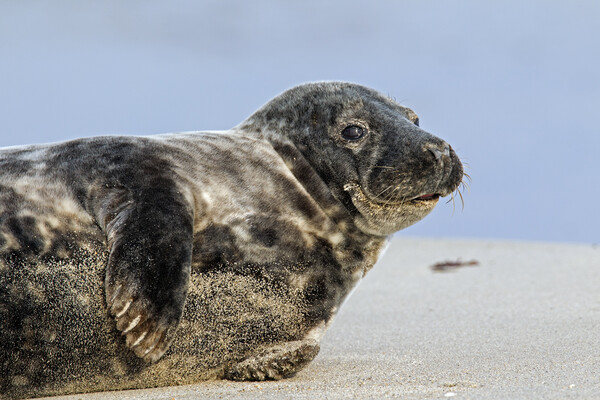 Grey Seal on the Beach Picture Board by Arterra 