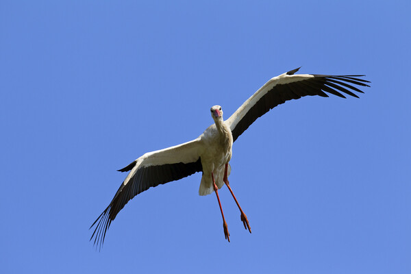 White Stork Landing Picture Board by Arterra 