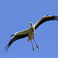 Buy canvas prints of White Stork Landing by Arterra 