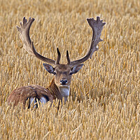 Buy canvas prints of Fallow Deer Buck in Wheat Field by Arterra 