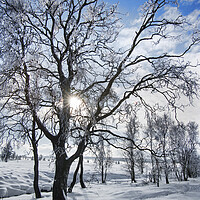 Buy canvas prints of Frost covered Birch Trees by Arterra 