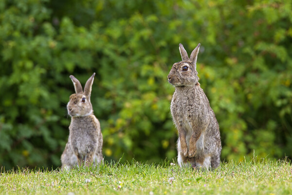 Two Curious Rabbits in Field Picture Board by Arterra 