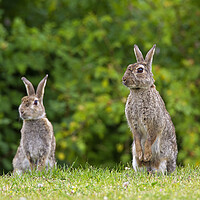 Buy canvas prints of Two Curious Rabbits in Field by Arterra 