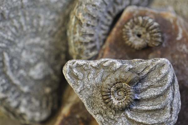 Lyme Regis Fossils Picture Board by Arterra 