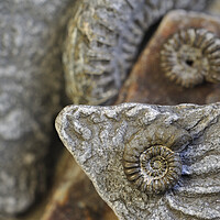 Buy canvas prints of Lyme Regis Fossils by Arterra 