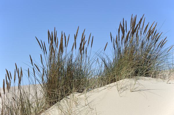 Marram Grass in the Dunes Picture Board by Arterra 