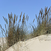Buy canvas prints of Marram Grass in the Dunes by Arterra 