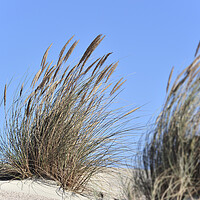 Buy canvas prints of Marram Grass by Arterra 