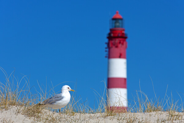 Gull and Amrum Lighthouse Picture Board by Arterra 
