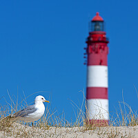 Buy canvas prints of Gull and Amrum Lighthouse by Arterra 