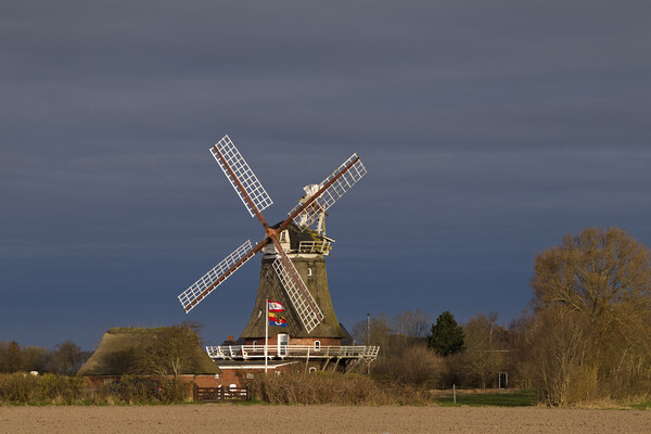 Oldsum Windmill Picture Board by Arterra 