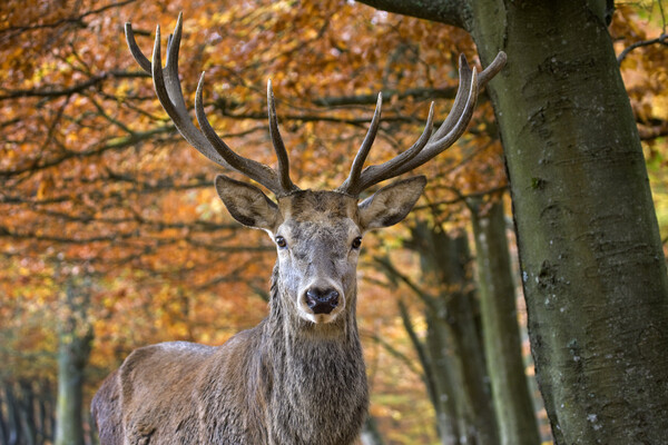 Red Deer Stag in Autumn Forest Picture Board by Arterra 