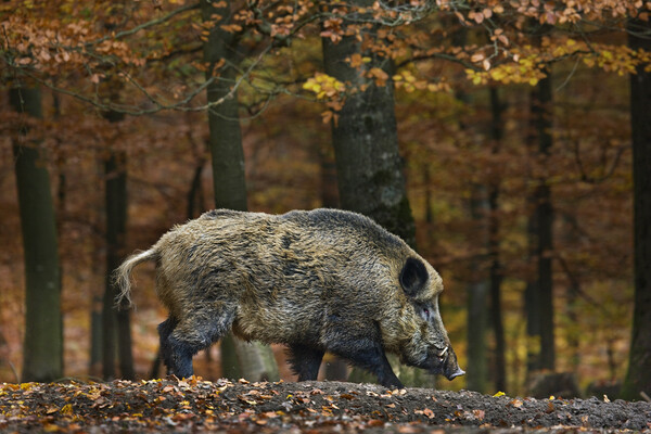 Wild Boar in Forest Picture Board by Arterra 