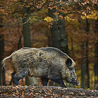 Buy canvas prints of Wild Boar in Forest by Arterra 