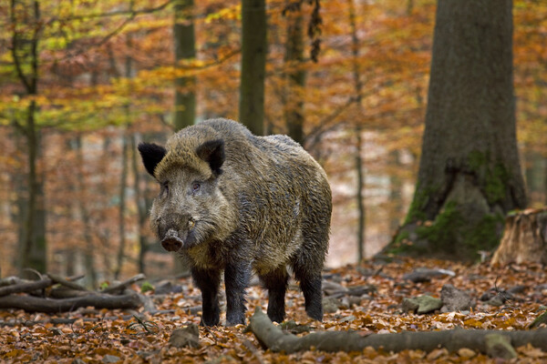 Wild boar in Ardennes Forest Picture Board by Arterra 